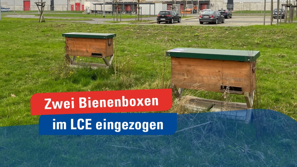 LCE - zwei Bienenboxen von Stadtbienen eingezogen